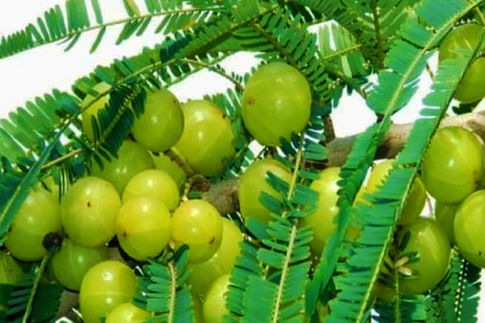 Ayurveda and Naturopathy